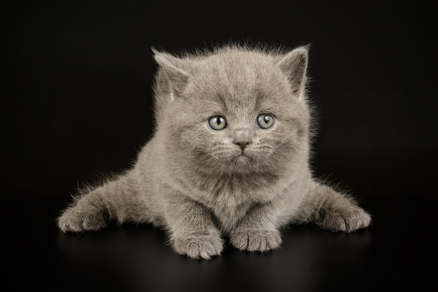 Fotografia in studio di un gatto British Shorthair su sfondi colorati