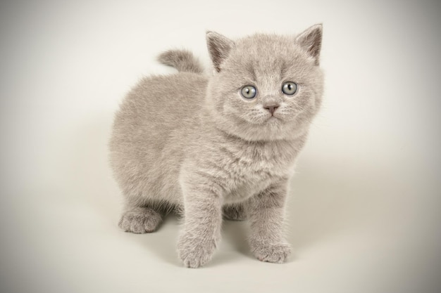 Fotografia in studio di un gatto British Shorthair su sfondi colorati