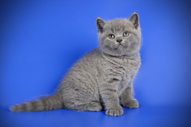 Fotografia in studio di un gatto British Shorthair su sfondi colorati