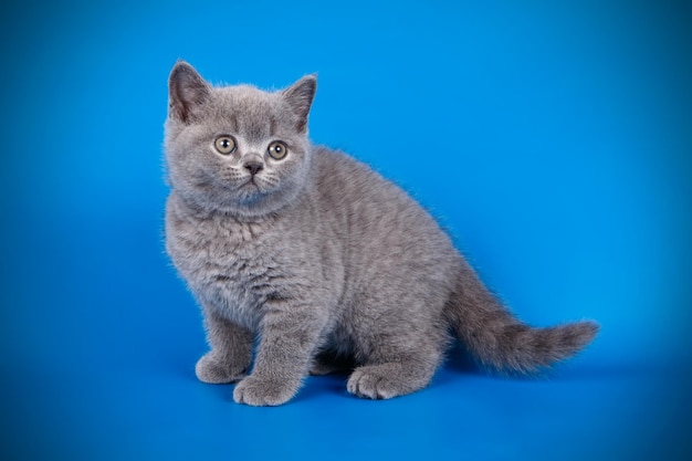 Fotografia in studio di un gatto British Shorthair su sfondi colorati