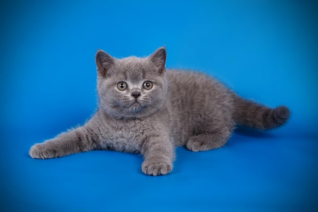 Fotografia in studio di un gatto British Shorthair su sfondi colorati