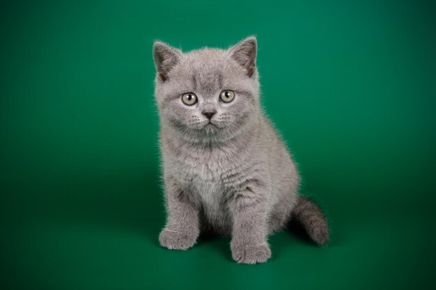 Fotografia in studio di un gatto British Shorthair su sfondi colorati