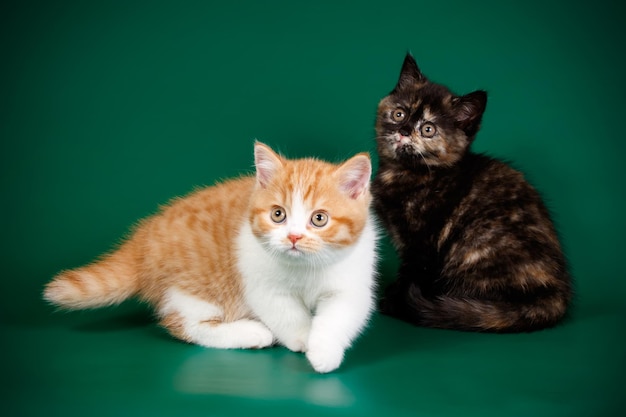 Fotografia in studio di un gatto British Shorthair su sfondi colorati