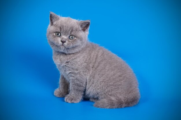 Fotografia in studio di un gatto British Shorthair su sfondi colorati