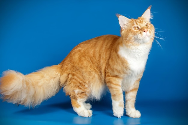 Fotografia in studio di un gatto Maine Coon su sfondi colorati