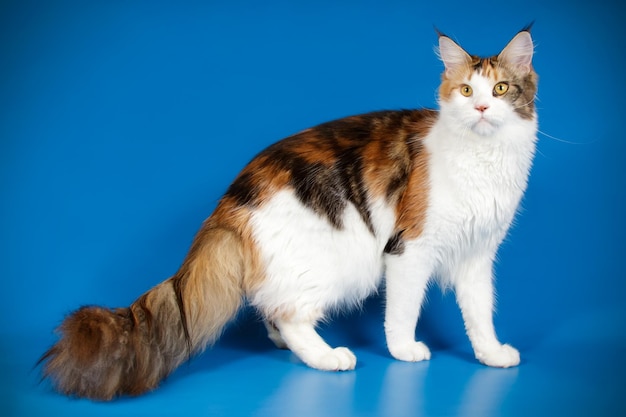 Fotografia in studio di un gatto Maine Coon su sfondi colorati