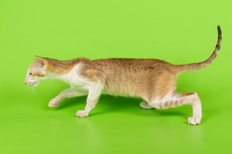 Foto fotografia in studio di un gatto orientale su sfondi colorati
