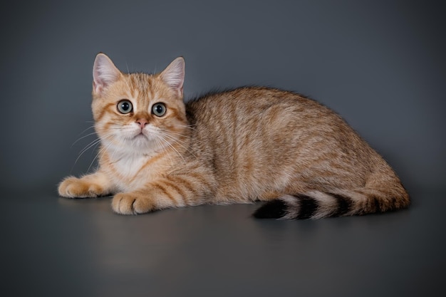 Fotografia in studio di un gatto scozzese a pelo corto dritto su sfondi colorati