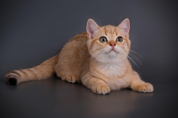 Fotografia in studio di un gatto scozzese a pelo corto dritto su sfondi colorati