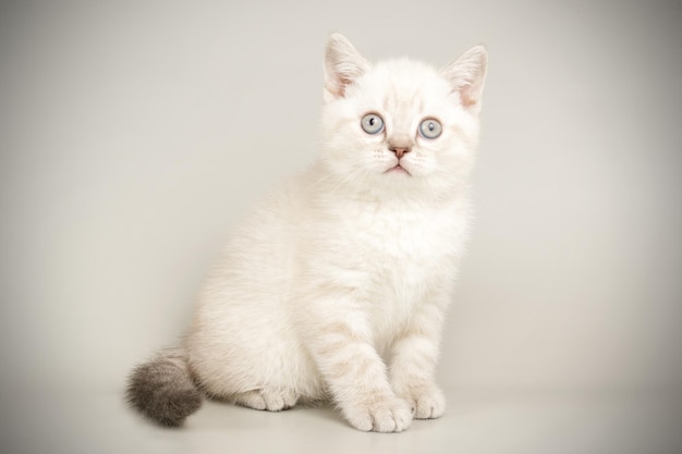 Fotografia in studio di un gatto scozzese a pelo corto dritto su sfondi colorati