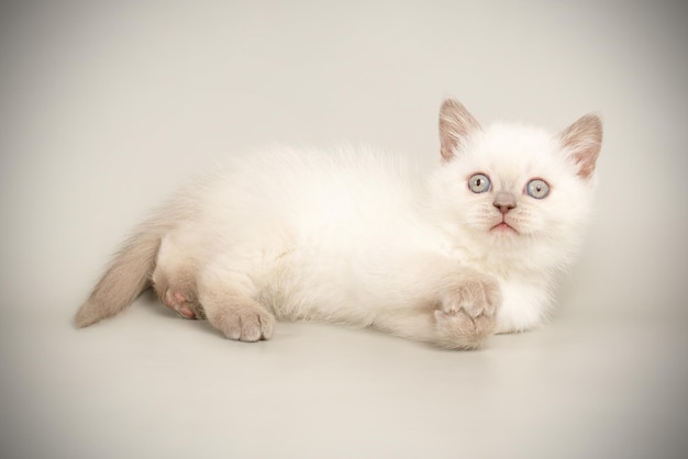 Fotografia in studio di un gatto scozzese a pelo corto dritto su sfondi colorati