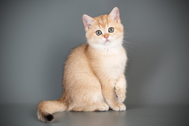 Fotografia in studio di un gatto scozzese a pelo corto dritto su sfondi colorati