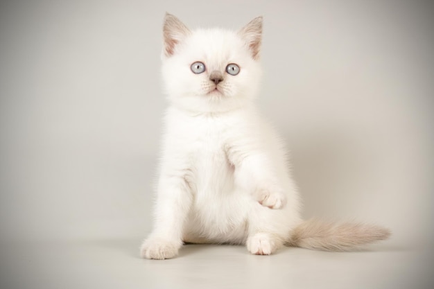 Fotografia in studio di un gatto scozzese a pelo corto dritto su sfondi colorati