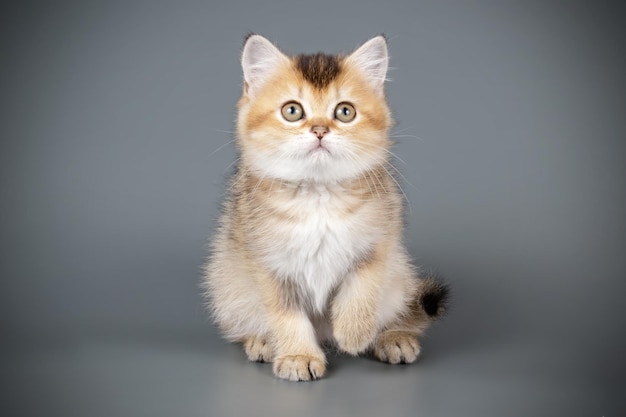 Fotografia in studio di un gatto scozzese a pelo corto dritto su sfondi colorati