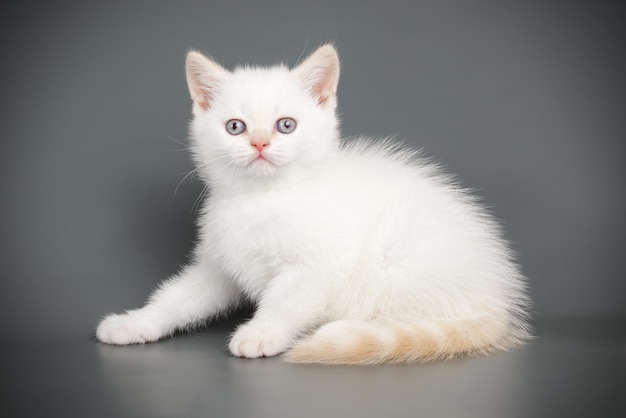 Fotografia in studio di un gatto scozzese a pelo corto dritto su sfondi colorati