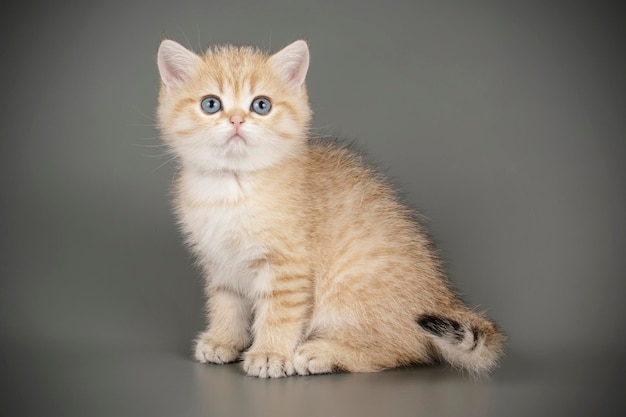 Fotografia in studio di un gatto scozzese a pelo corto dritto su sfondi colorati