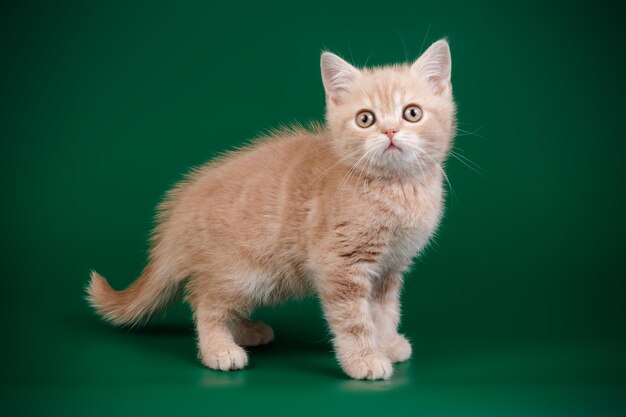 Fotografia in studio di un gatto scozzese a pelo corto dritto su sfondi colorati