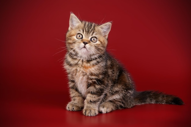 Fotografia in studio di un gatto scozzese a pelo corto dritto su sfondi colorati