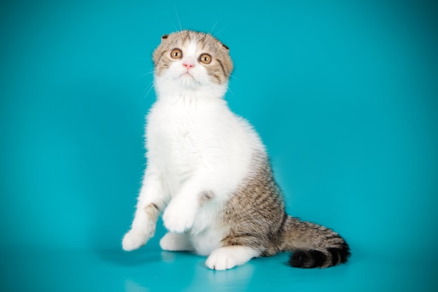 Fotografia in studio di un gatto scozzese a pelo corto su sfondi colorati