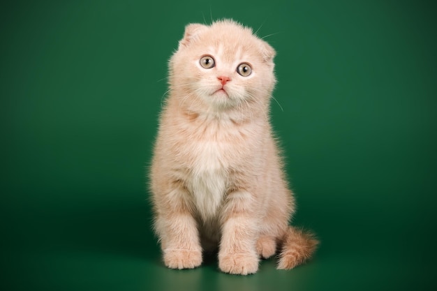 Fotografia in studio di un gatto scozzese a pelo corto su sfondi colorati