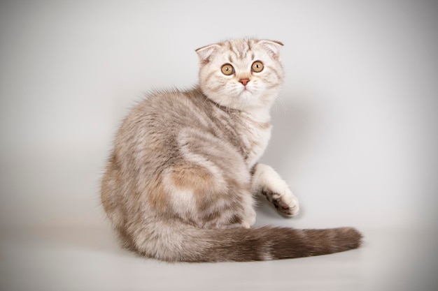 Fotografia in studio di un gatto scozzese a pelo corto su sfondi colorati