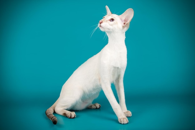 Fotografia in studio di un gatto siamese su sfondi colorati