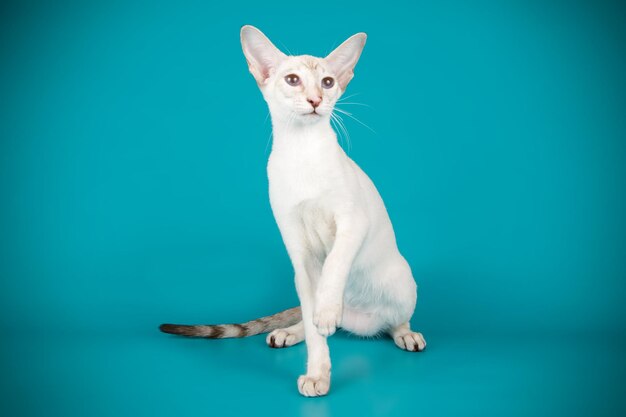 Fotografia in studio di un gatto siamese su sfondi colorati