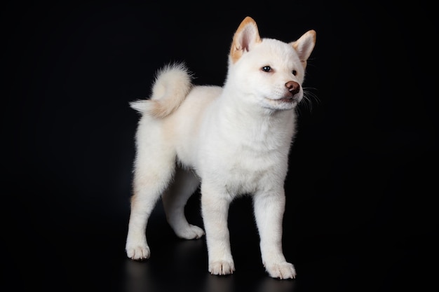 Fotografia in studio di uno shiba inu su sfondi colorati