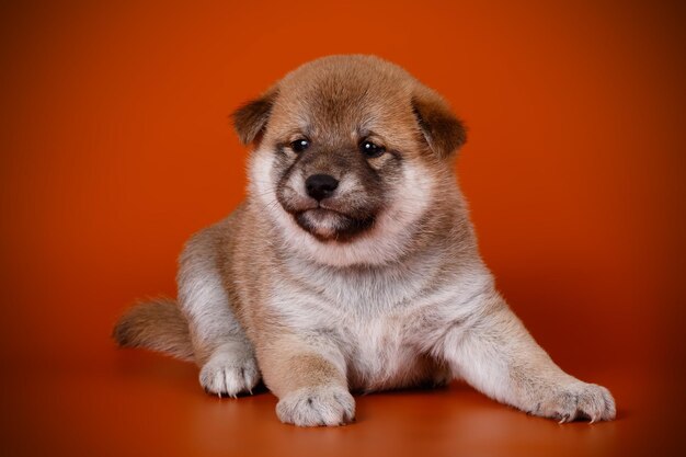 Fotografia in studio di uno shiba inu su sfondi colorati