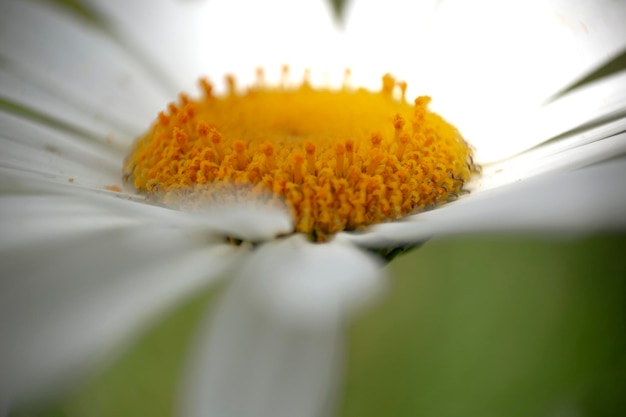 fotografia macro del centro di un fiore