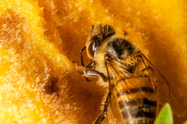 Fotografia macro di ape che mangia mango.