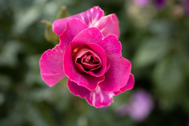 Fotografia macro di bella rosa rosa