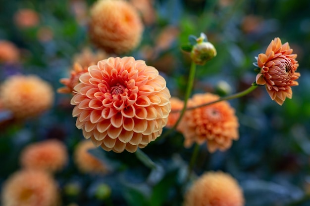 Fotografia macro di fiori di dalia arancione nel parco in una serata di sole estivo