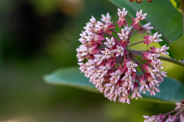 Fotografia macro di fiori di euforbia in fiore in una giornata estiva