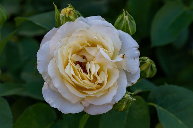 Fotografia macro di fiori di rosa bianca in fiore in una soleggiata giornata estiva