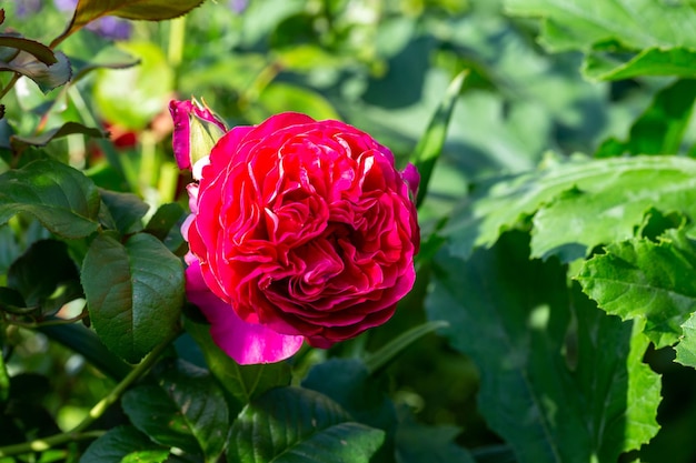 Fotografia macro di fiori di rosa rossa in una soleggiata giornata estiva