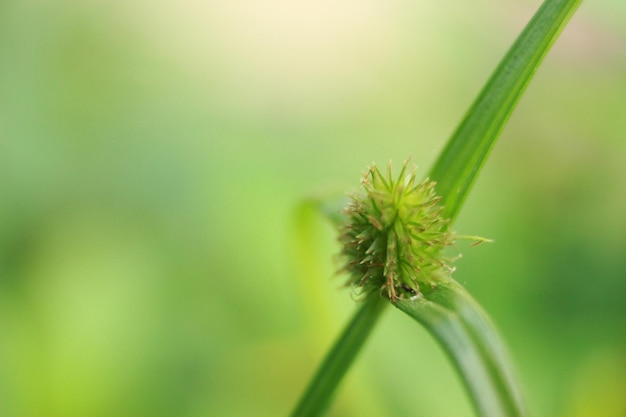 Fotografia macro di fiori spinosi con immagine di sfondo bokeh