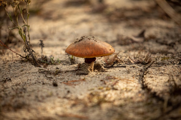 Fotografia macro di funghi selvatici