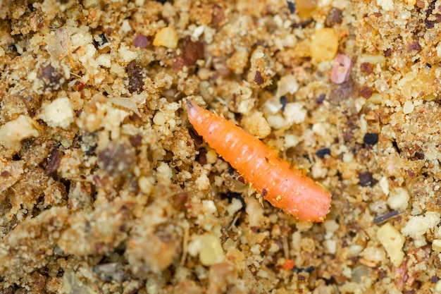 Fotografia macro di larva di mosca rossa della larva