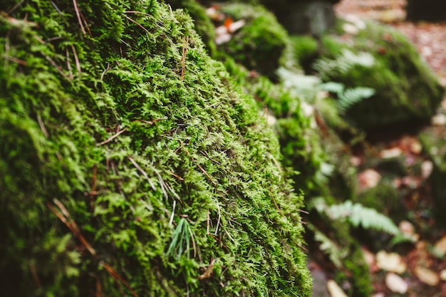 Fotografia macro di muschio verde su pietre in una foresta settentrionale Sfondo della natura