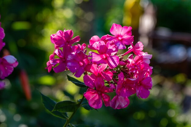 Fotografia macro di phlox del giardino del fiore rosa in una giornata di sole estivo