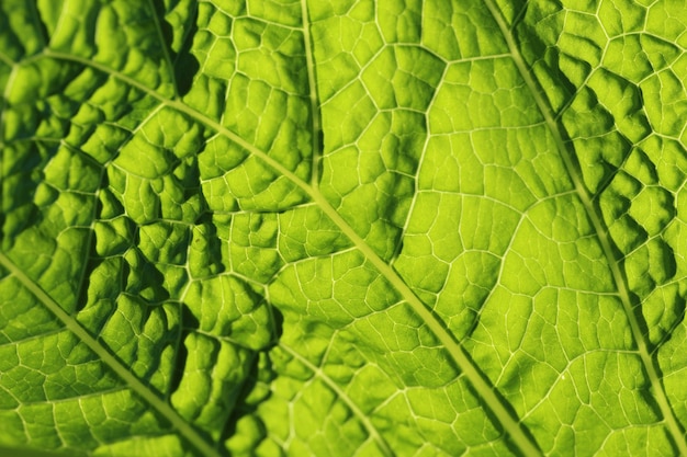 fotografia macro di un foglio alla luce del sole come sfondo verde brillante naturale