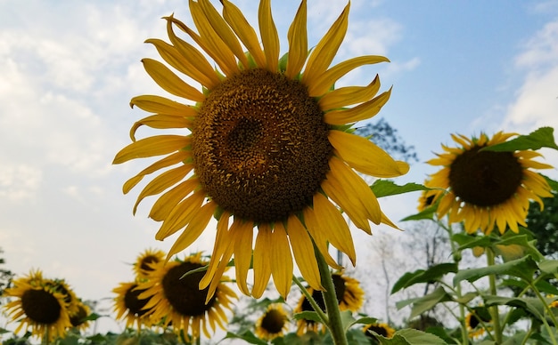 Fotografia naturalistica di girasoli