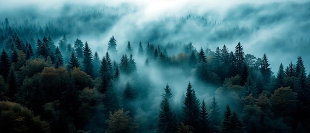Fotografia paesaggistica di foresta nebbiosa di abete con nebbia Vista estetica naturale per la consapevolezza ambientale