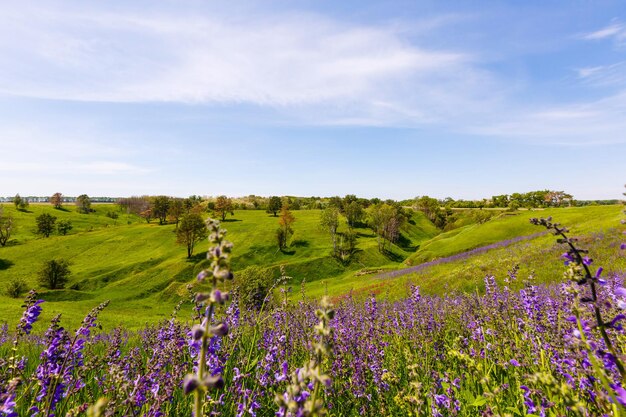 Fotografia primaverile, prati, campi, burroni, colline, paesaggio rurale. Una gola profonda e stretta con pendii ripidi. Un'area di terra naturalmente rialzata, non alta o scoscesa come una montagna.