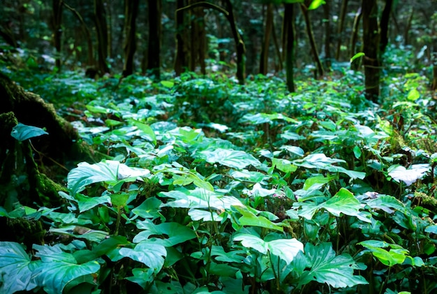 Fotografia Primo piano Foresta magica con piante vibranti e luminose