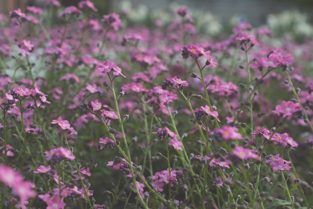 fotografia ravvicinata di bellissimi fiori