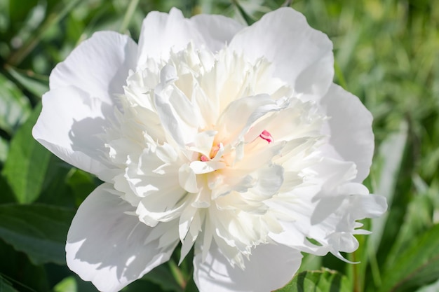 fotografia ravvicinata di bellissimi fiori