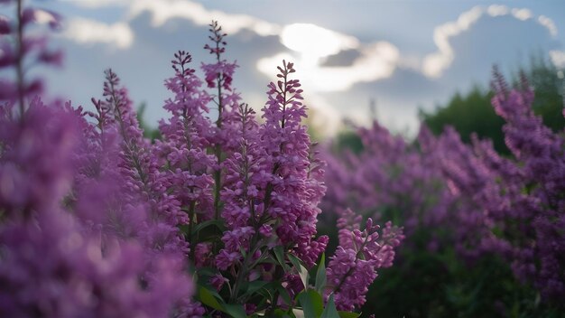 Fotografia selettiva di fiori di lilac in fiore in un campo