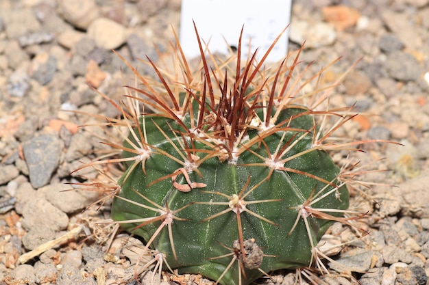 Fotografia selettiva di un ferocactus